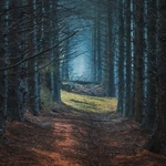 A tunnel of trees with backlit blue mists at the other end