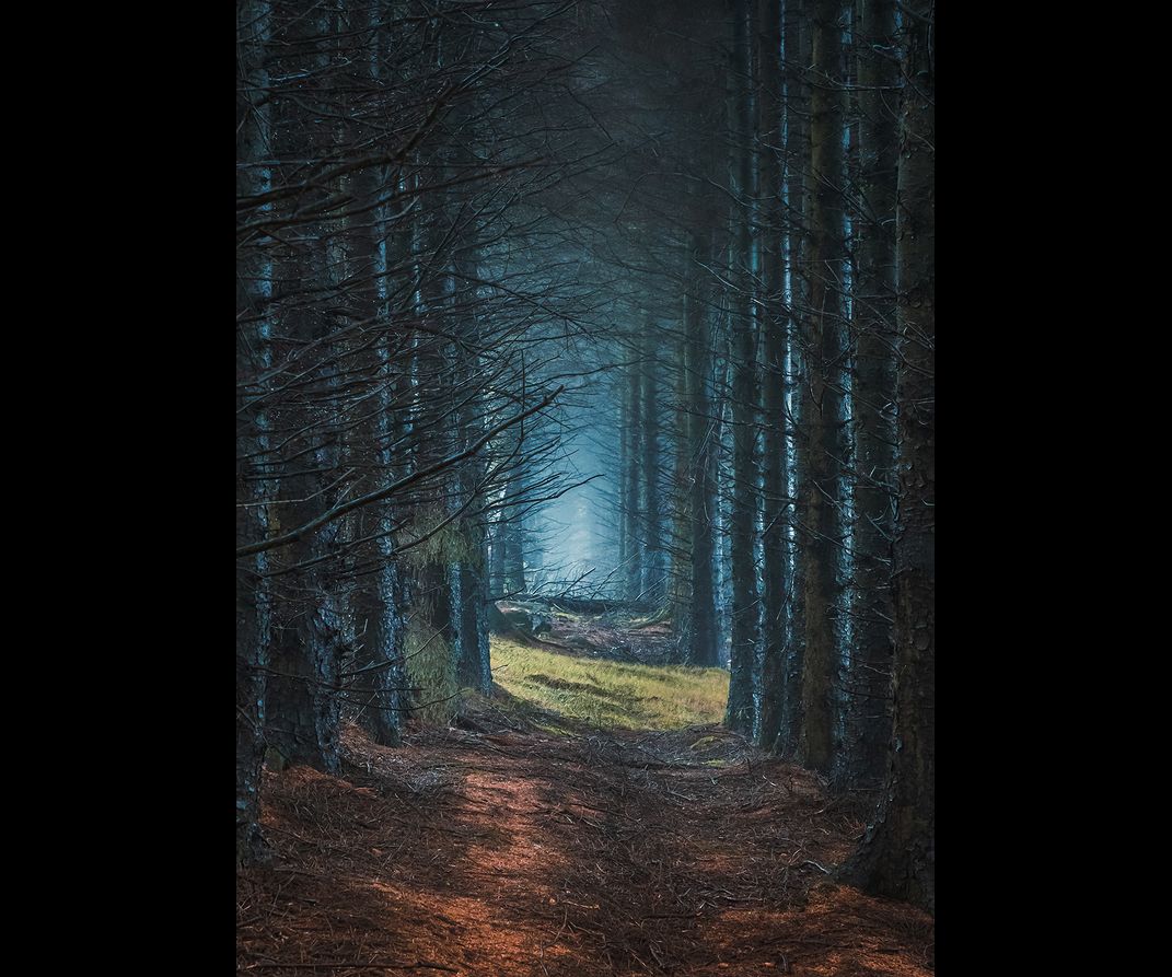 A tunnel of trees with backlit blue mists at the other end