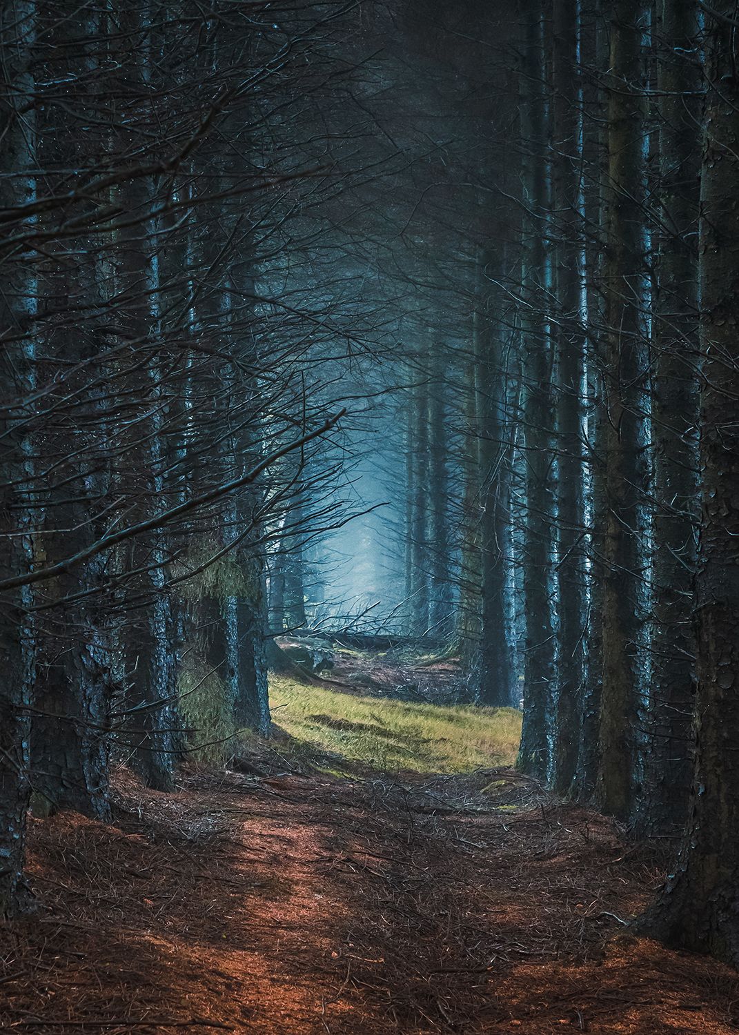 A tunnel of trees with backlit blue mists at the other end