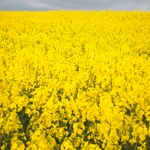 A simple scene of yellow canola fields with a moody grey sky