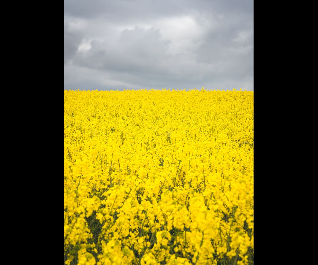 A simple scene of yellow canola fields with a moody grey sky