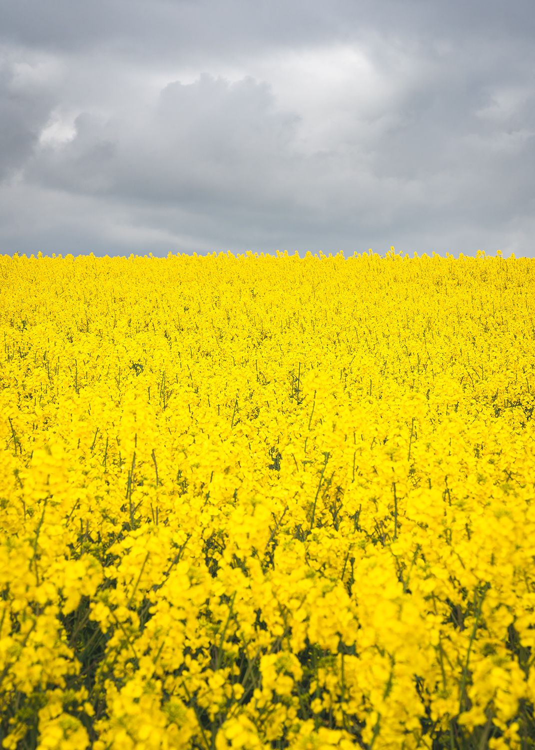 A simple scene of yellow canola fields with a moody grey sky