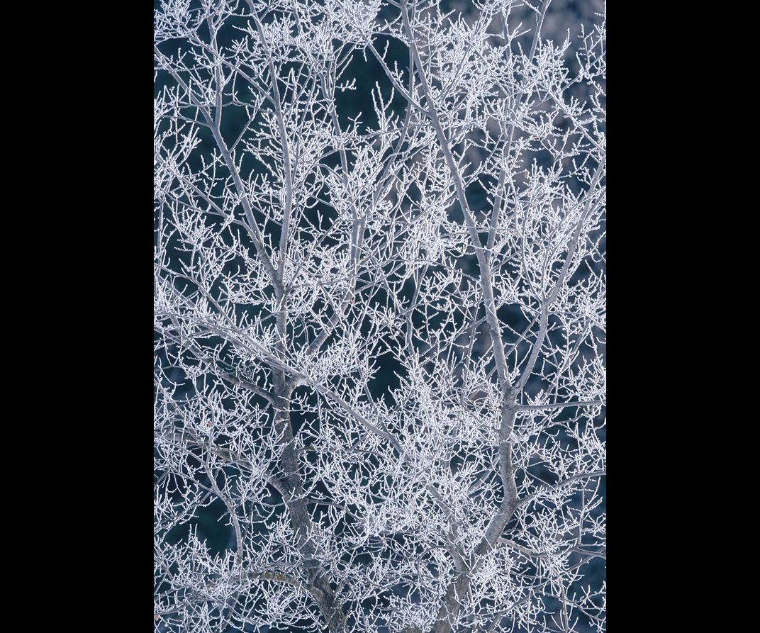 detail of ice branches