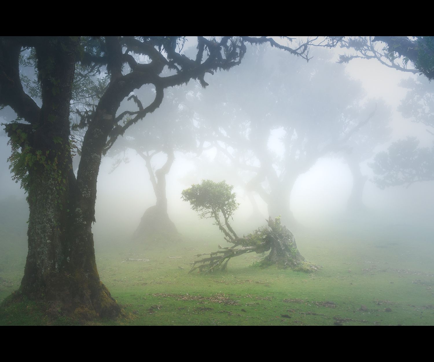 A small and bent tree in a misty clearing