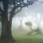 A small and bent tree in a misty clearing