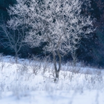 Ice-covered tree glowing against dark backdrop