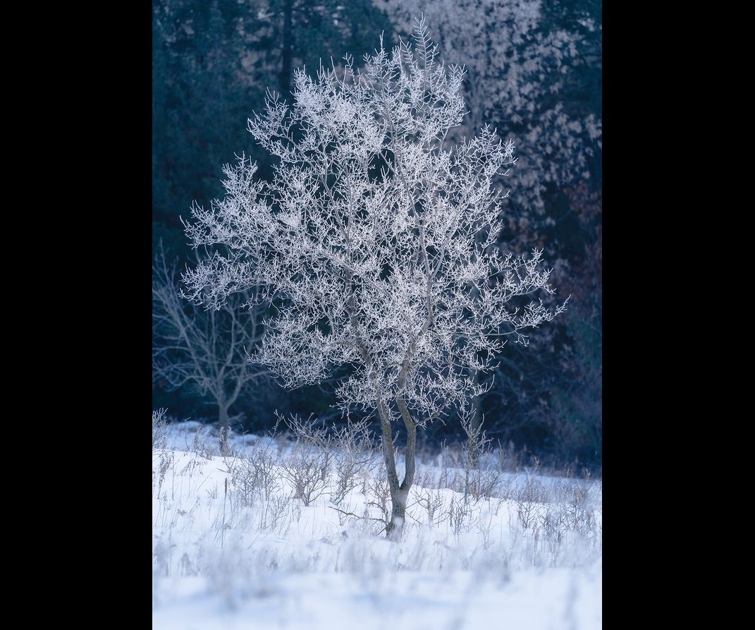 Ice-covered tree glowing against dark backdrop