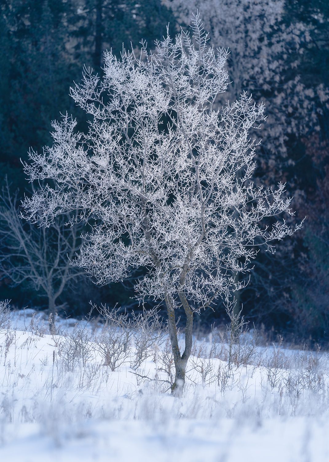 Ice-covered tree glowing against dark backdrop