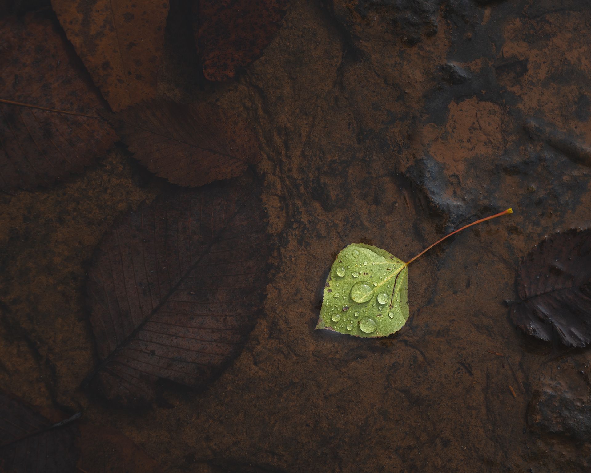 A single green leaf in a pool of rainwater and dead leaves