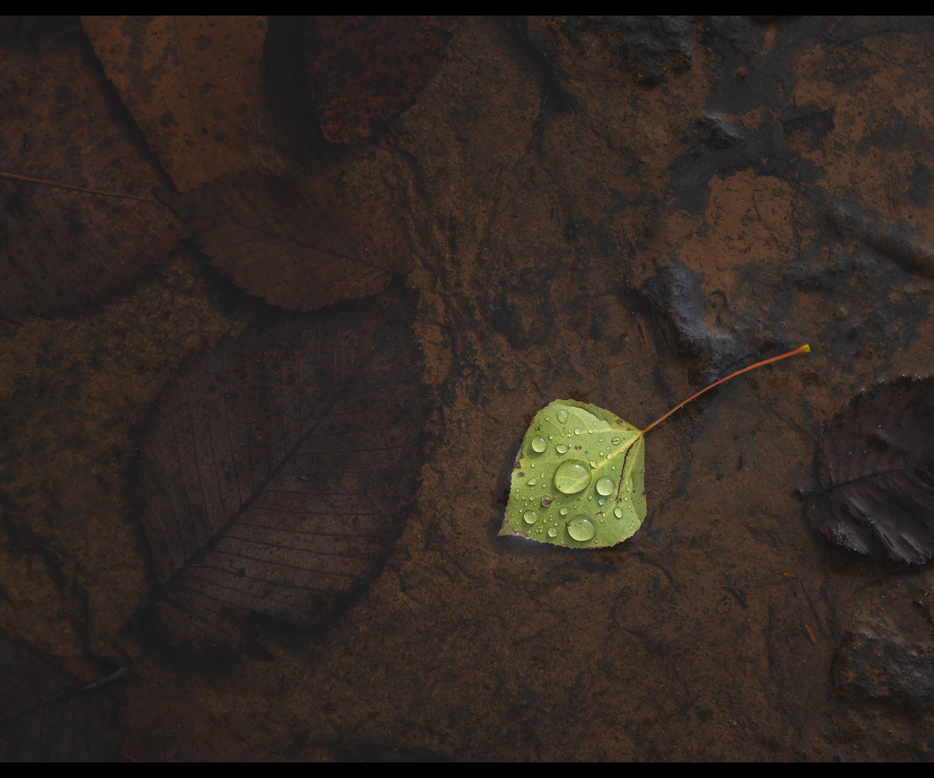 A single green leaf in a pool of rainwater and dead leaves