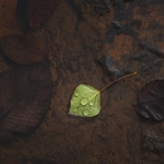 A single green leaf in a pool of rainwater and dead leaves