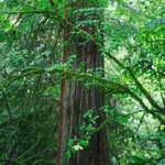 Old growth rainforest image with big tree and mossy branches