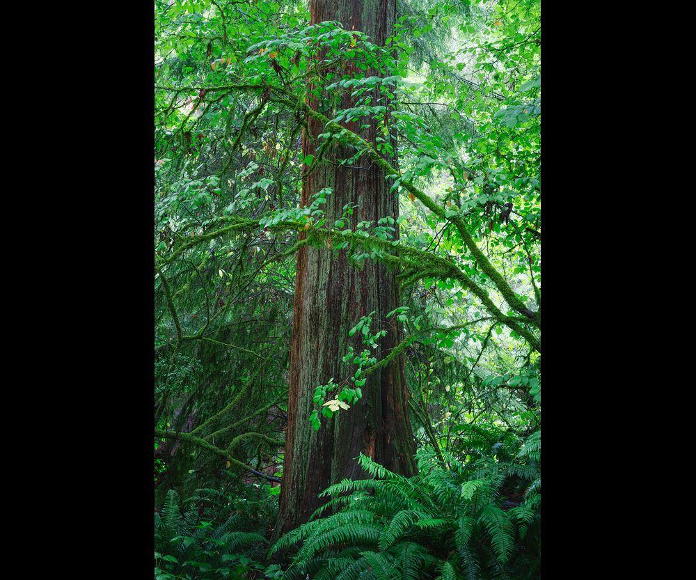 Old growth rainforest image with big tree and mossy branches