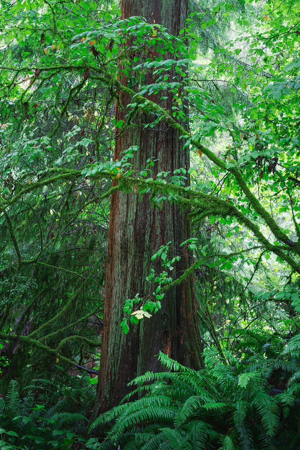 Old growth rainforest image with big tree and mossy branches