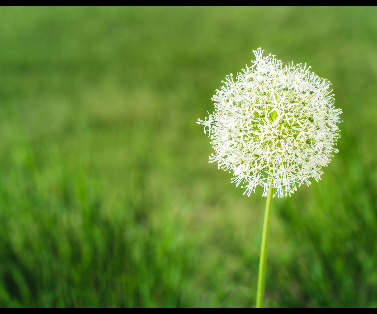 Minimal scene with white allium in spring