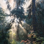 A sunbeam breaks through the trees in the rainforest, illuminating a maple branch.