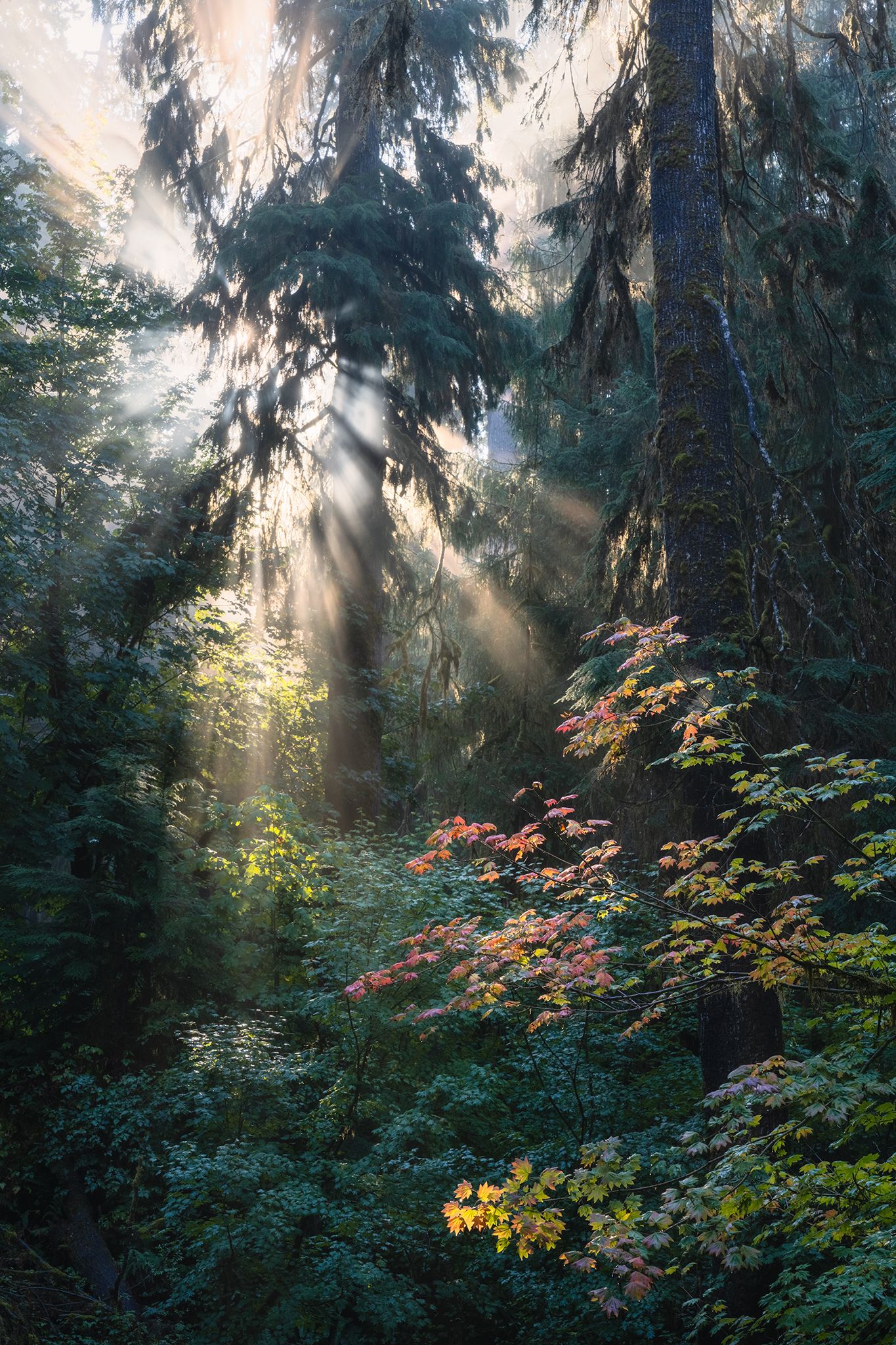 A sunbeam breaks through the trees in the rainforest, illuminating a maple branch.