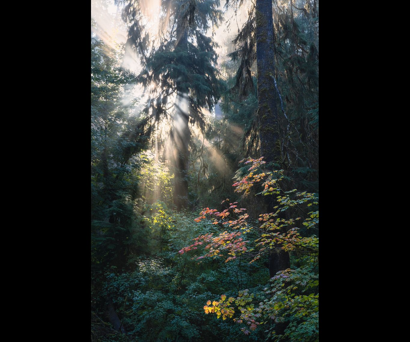 A sunbeam breaks through the trees in the rainforest, illuminating a maple branch.