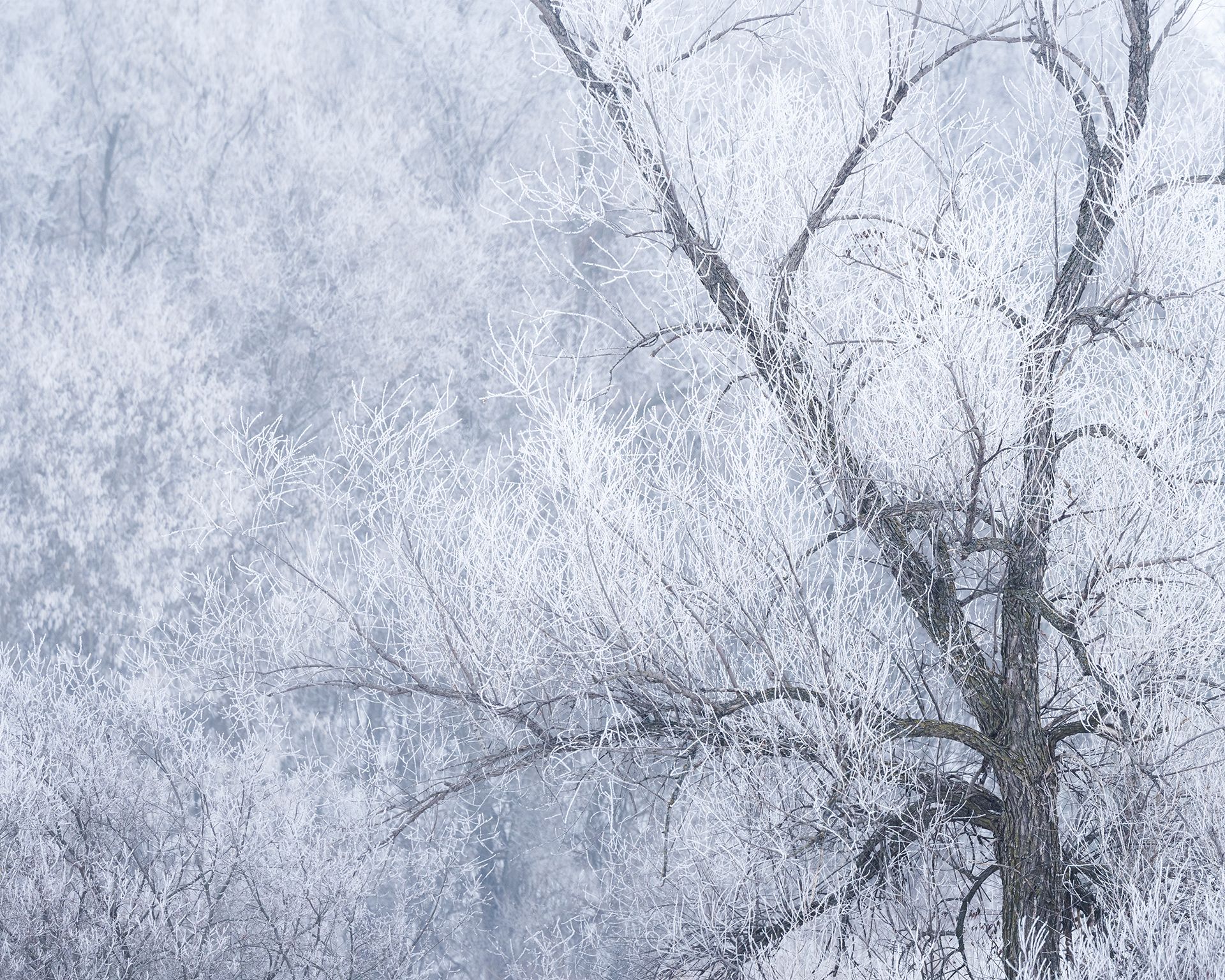 Frost covered tree branches