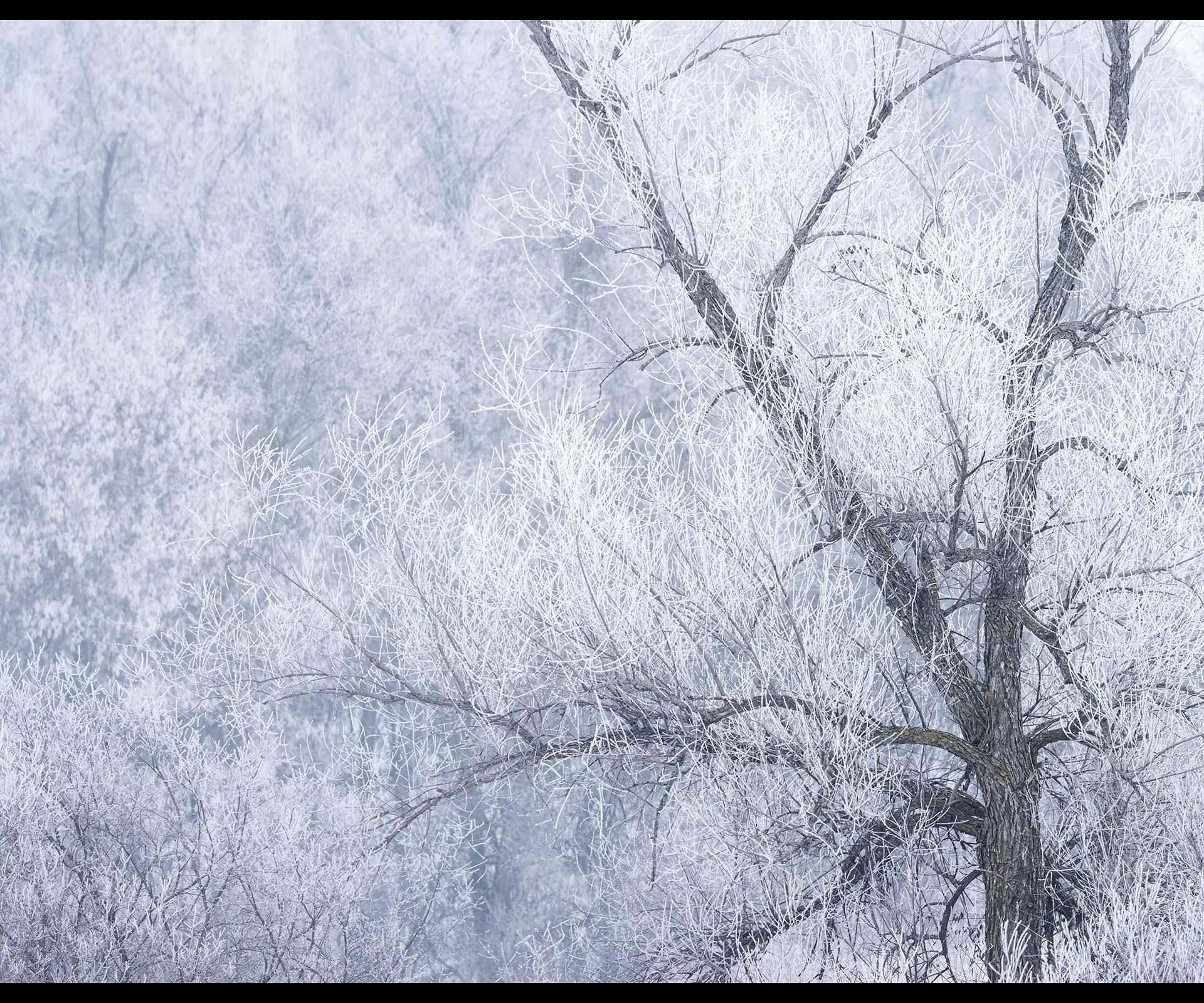 Frost covered tree branches