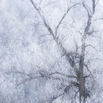 Frost covered tree branches