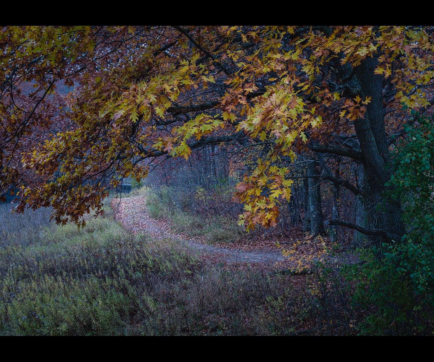 Oak tree hanging over a path just after dusk