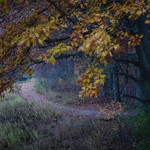 Oak tree hanging over a path just after dusk