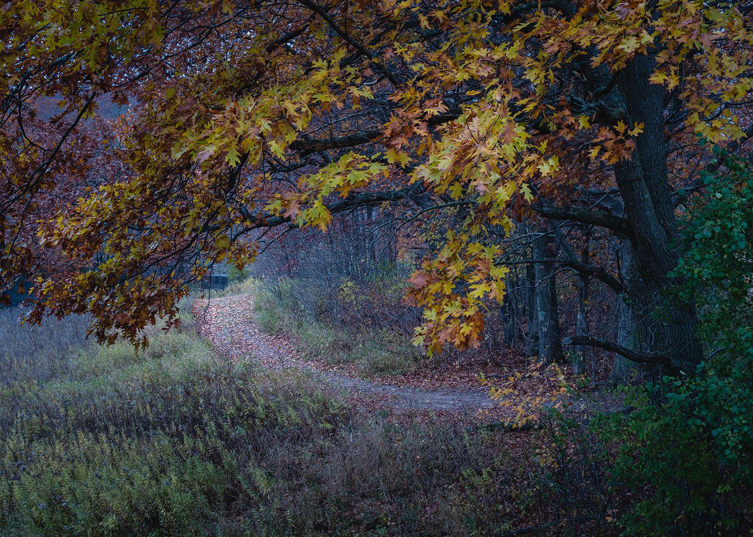 Oak tree hanging over a path just after dusk