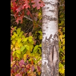 detail of tree trunk