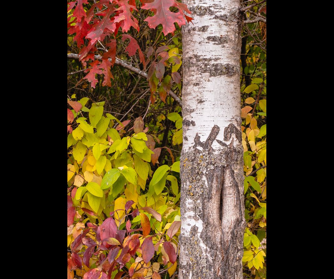 detail of tree trunk