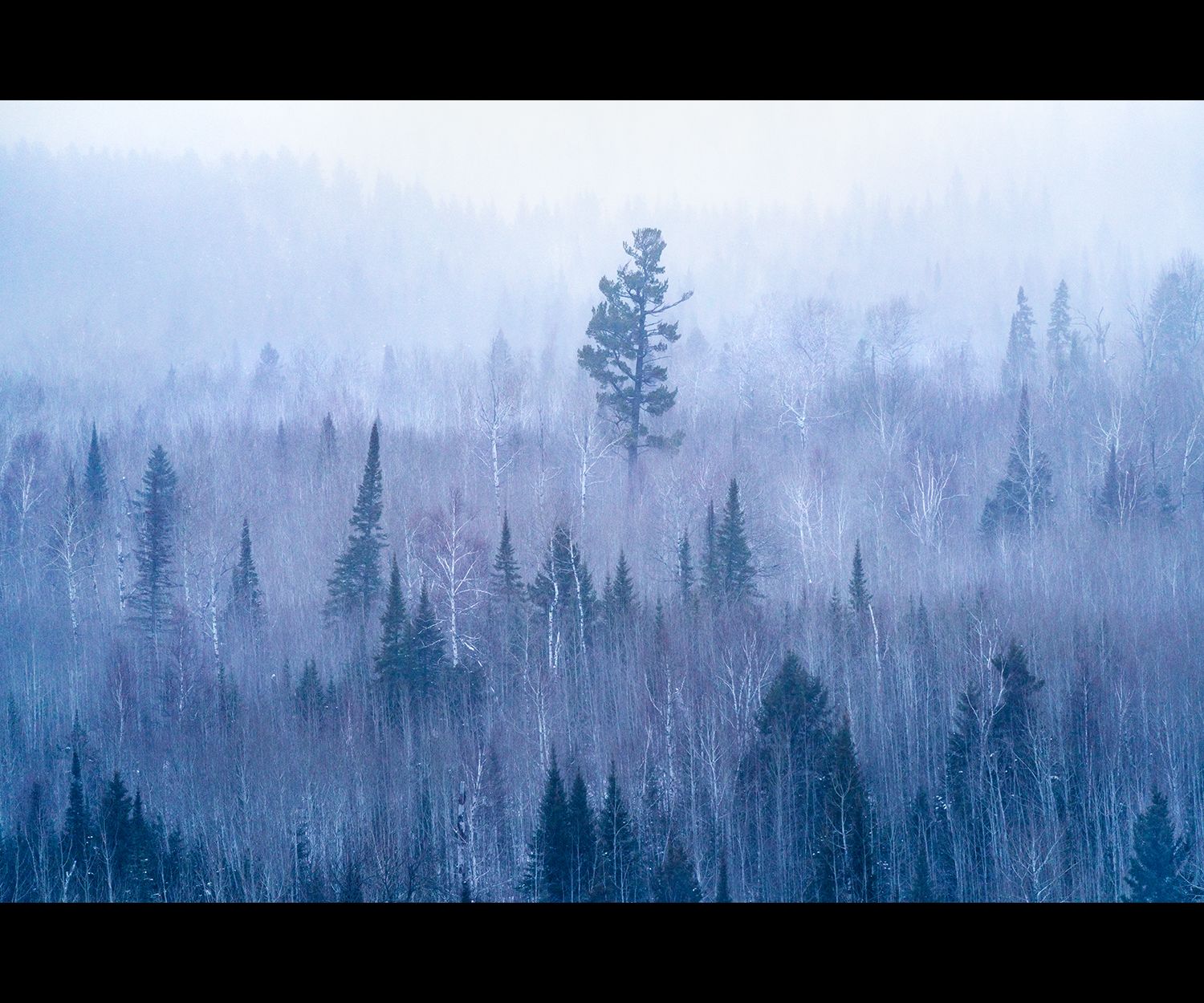 A tall lone tree amidst a snowy forest