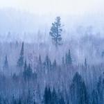 A tall lone tree amidst a snowy forest