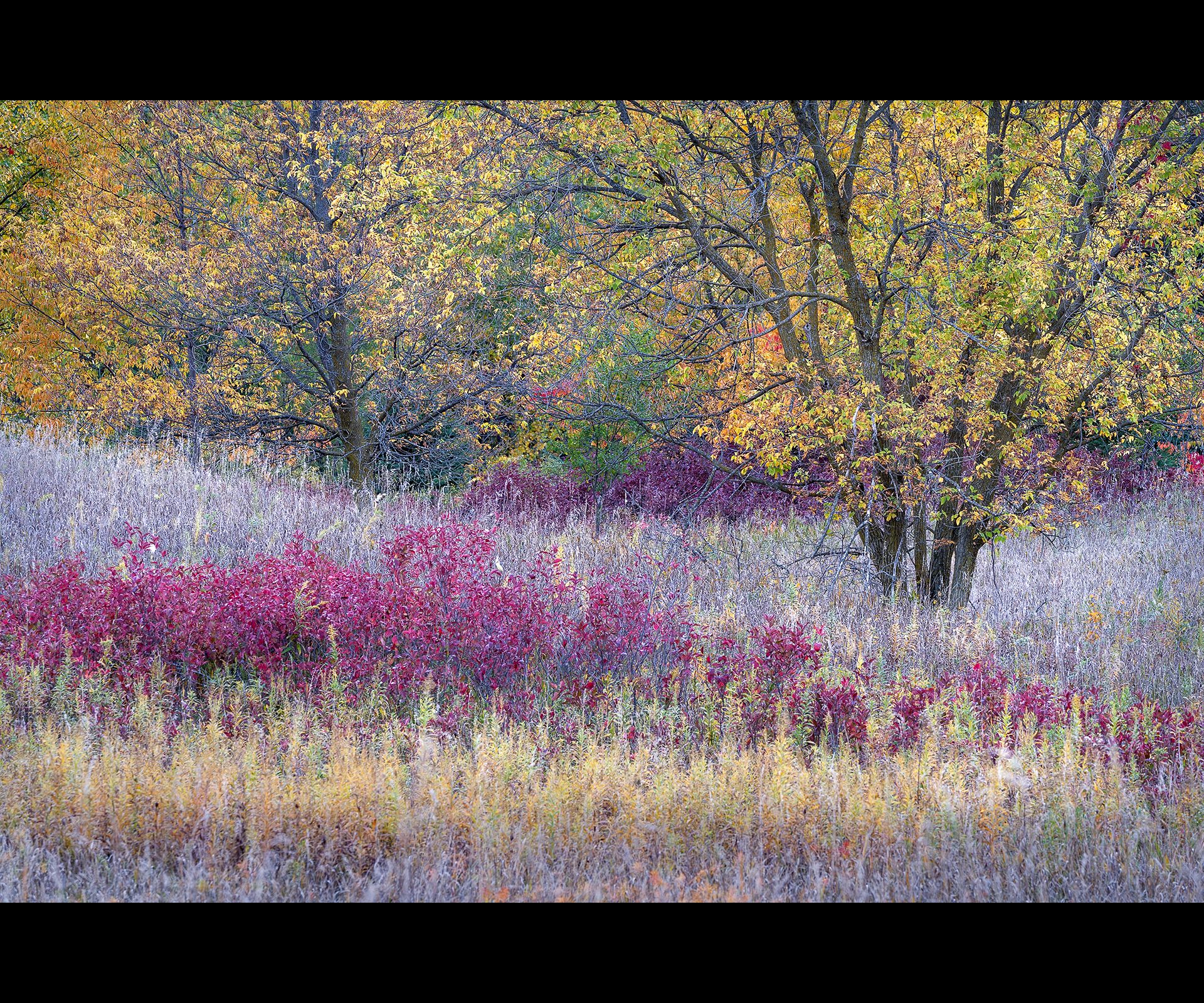 The textures and colors of the woodland edge as darkness falls