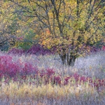 The textures and colors of the woodland edge as darkness falls