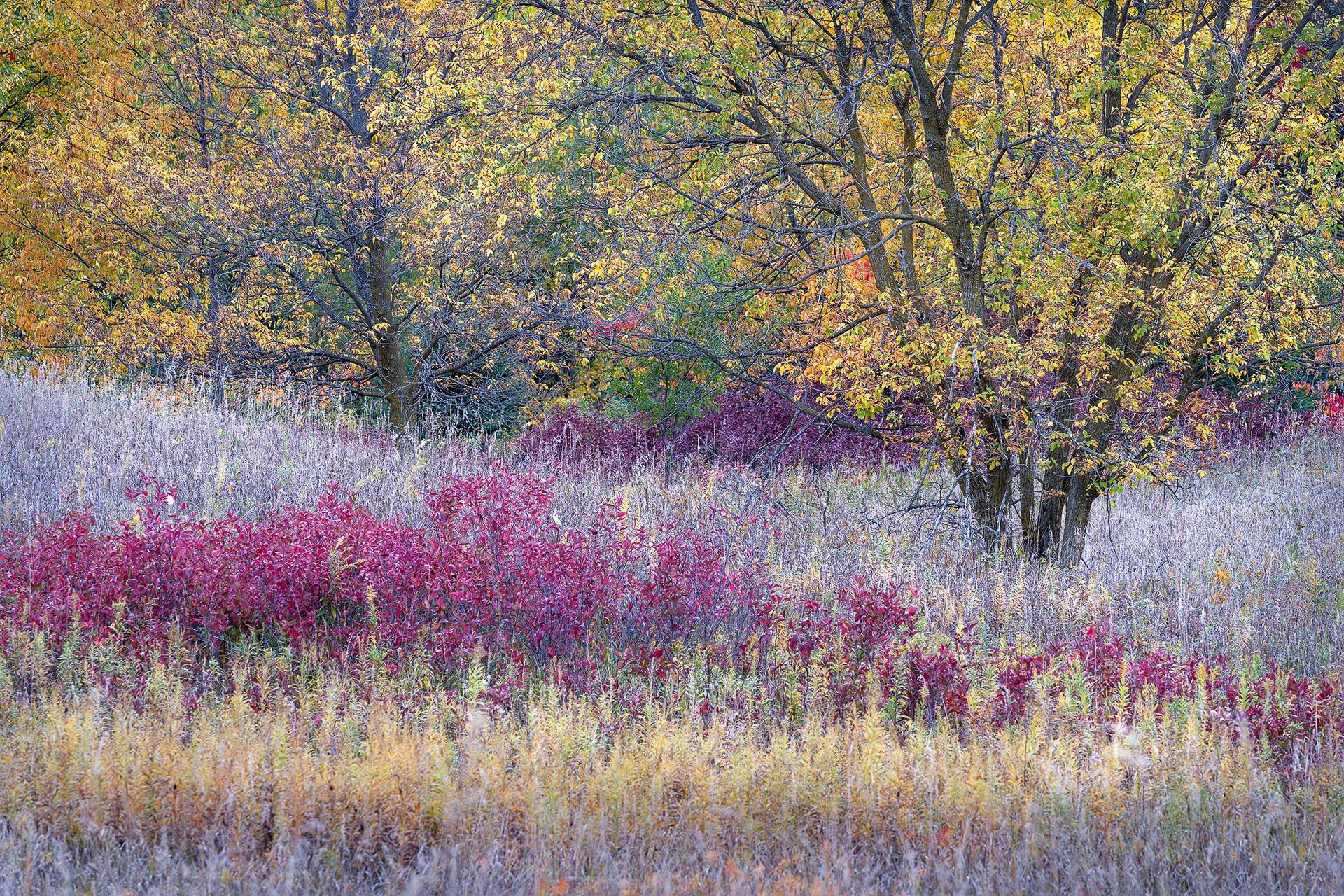 The textures and colors of the woodland edge as darkness falls