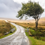 A rainy scene with a lone tree beside a road leading through the mountains