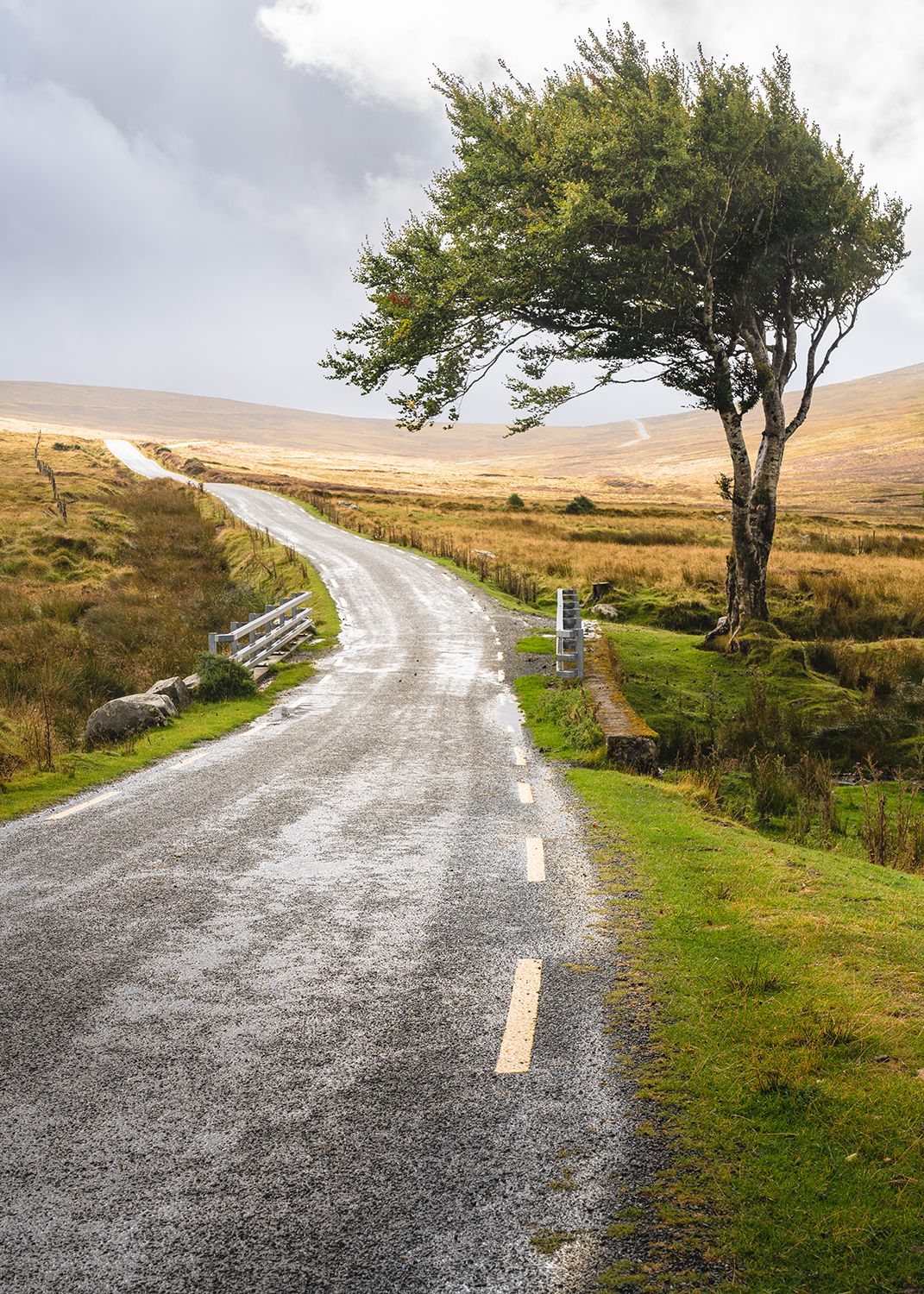 A rainy scene with a lone tree beside a road leading through the mountains