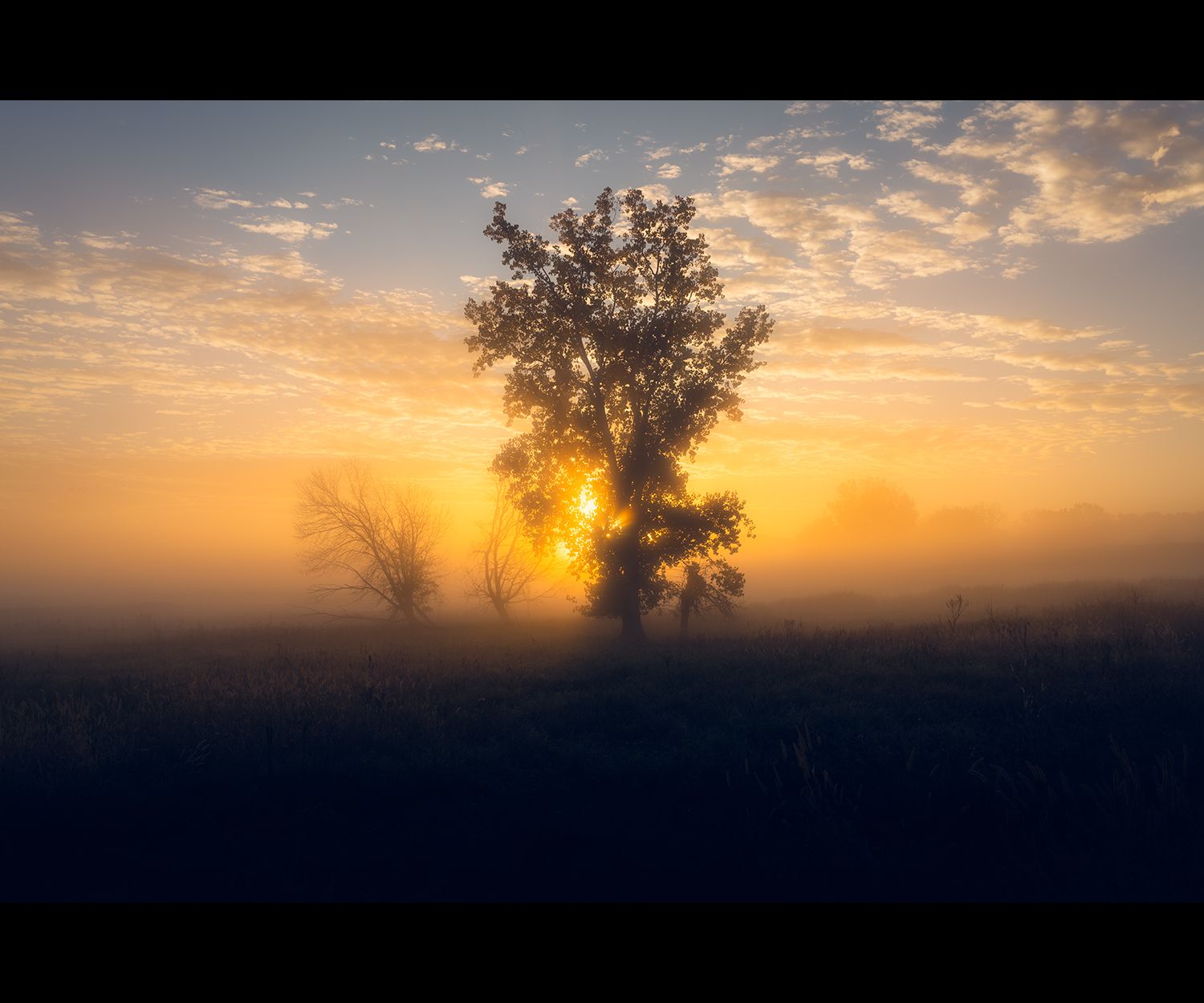 A tree in the mist of the river valley with sun rays bursting through