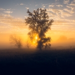 A tree in the mist of the river valley with sun rays bursting through