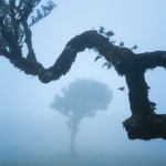 Foggy tree silhouette framed by a mossy tree branch