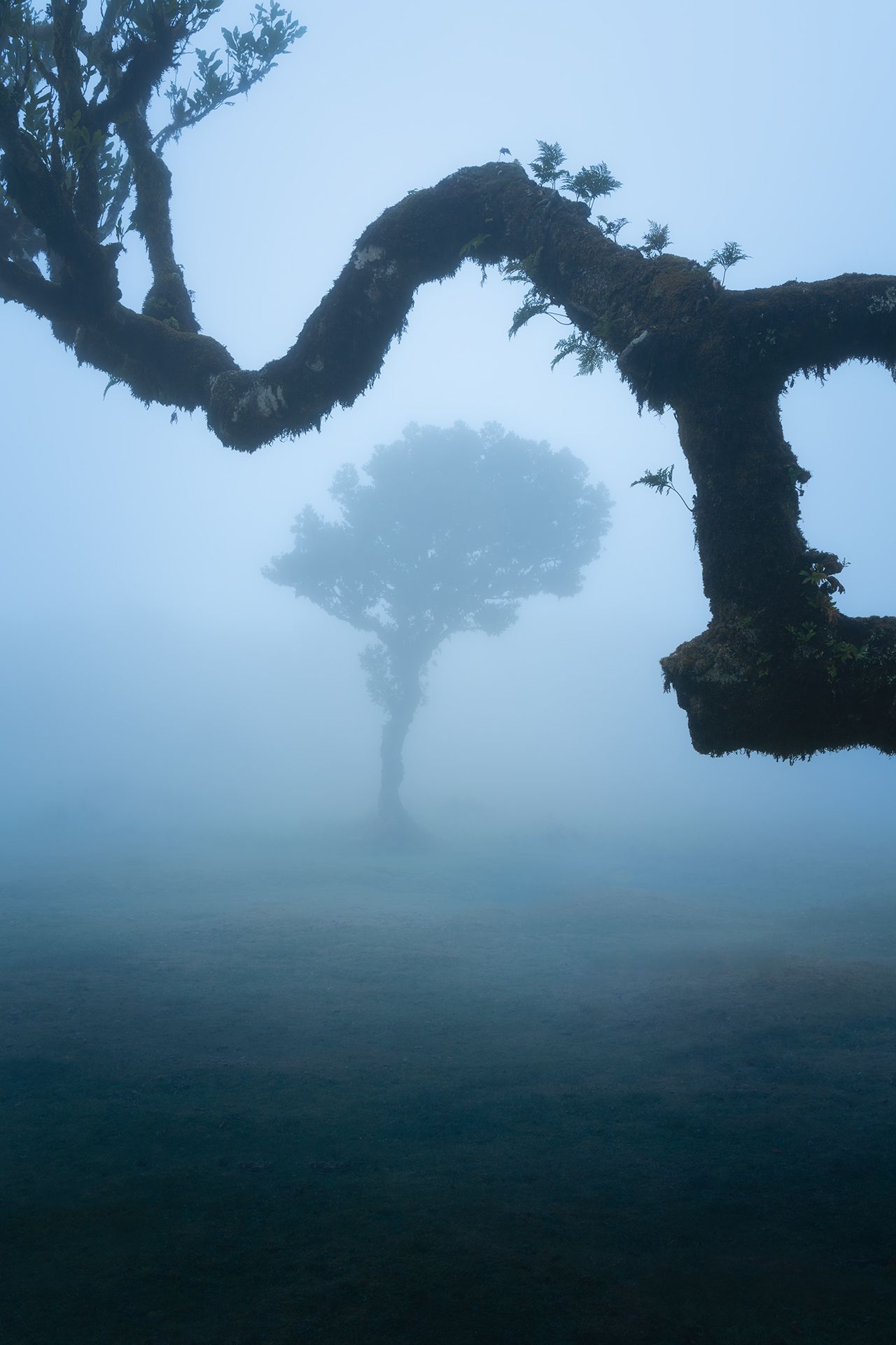 Foggy tree silhouette framed by a mossy tree branch