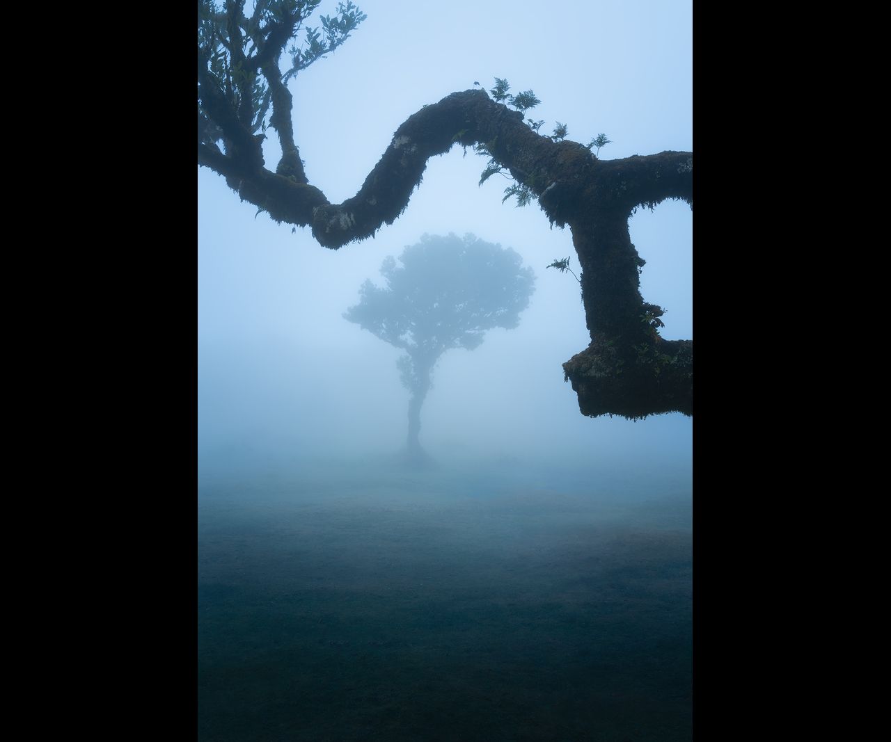 Foggy tree silhouette framed by a mossy tree branch