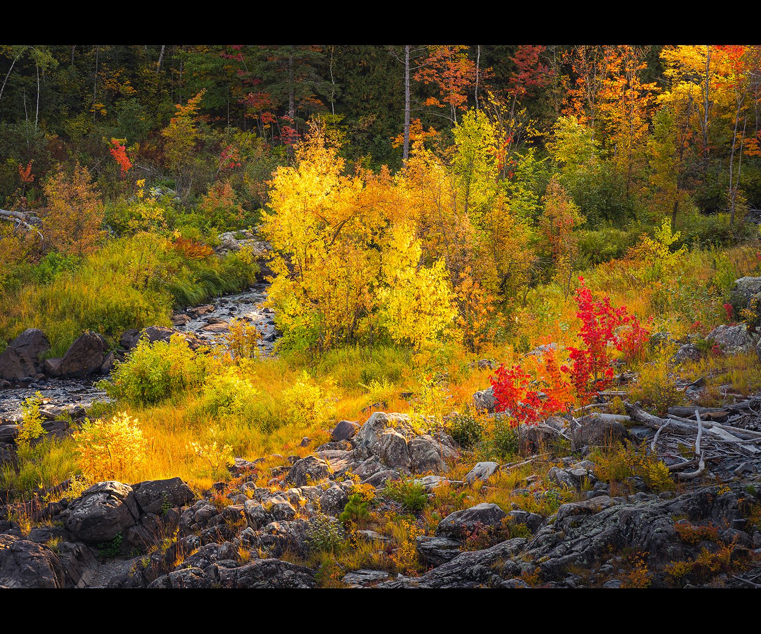 Backlit colorful fall trees bordered by a river and rocks