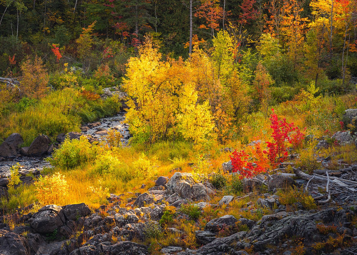 Backlit colorful fall trees bordered by a river and rocks