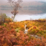 A tree amongst copper and gold grasses against a calm misty loch and mountain backdrop