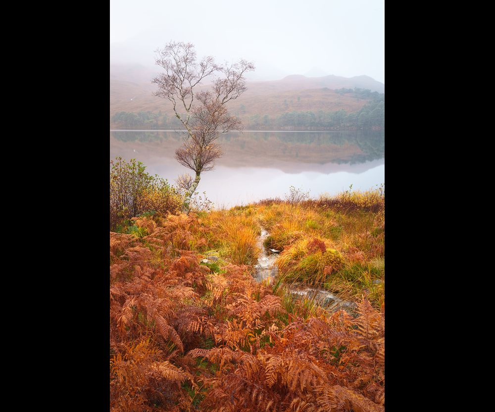 A tree amongst copper and gold grasses against a calm misty loch and mountain backdrop