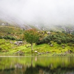 A tree with sheep from across a lake with fog in the background