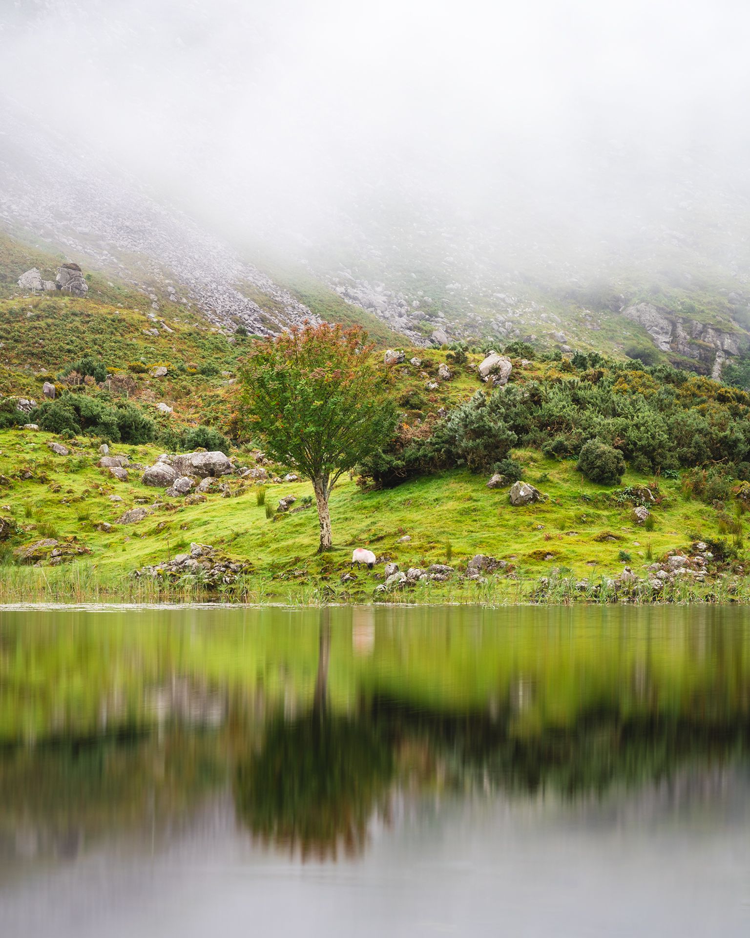 A tree with sheep from across a lake with fog in the background