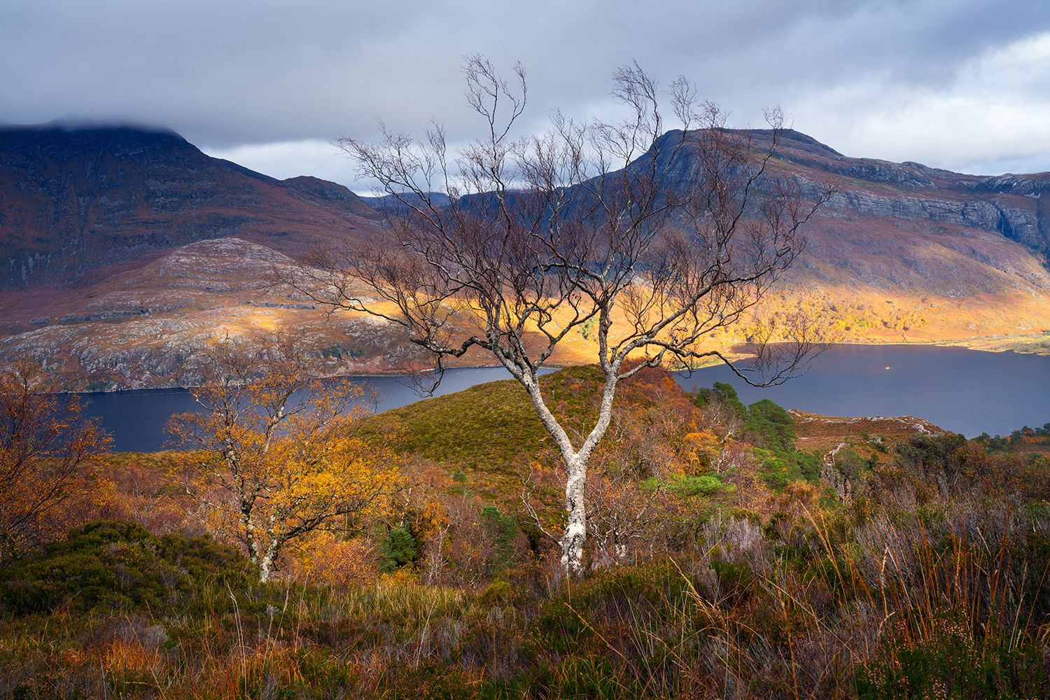 Central tree above autumn hued grasses and heather, with backdrop of a large Scottish loch and light on the mountains
