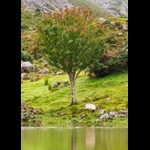 close up of tree and sheep